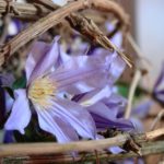 KREATIVKURS „HERBSTSCHÖNHEITEN“ – TISCHDEKO, SANFTE FARBEN